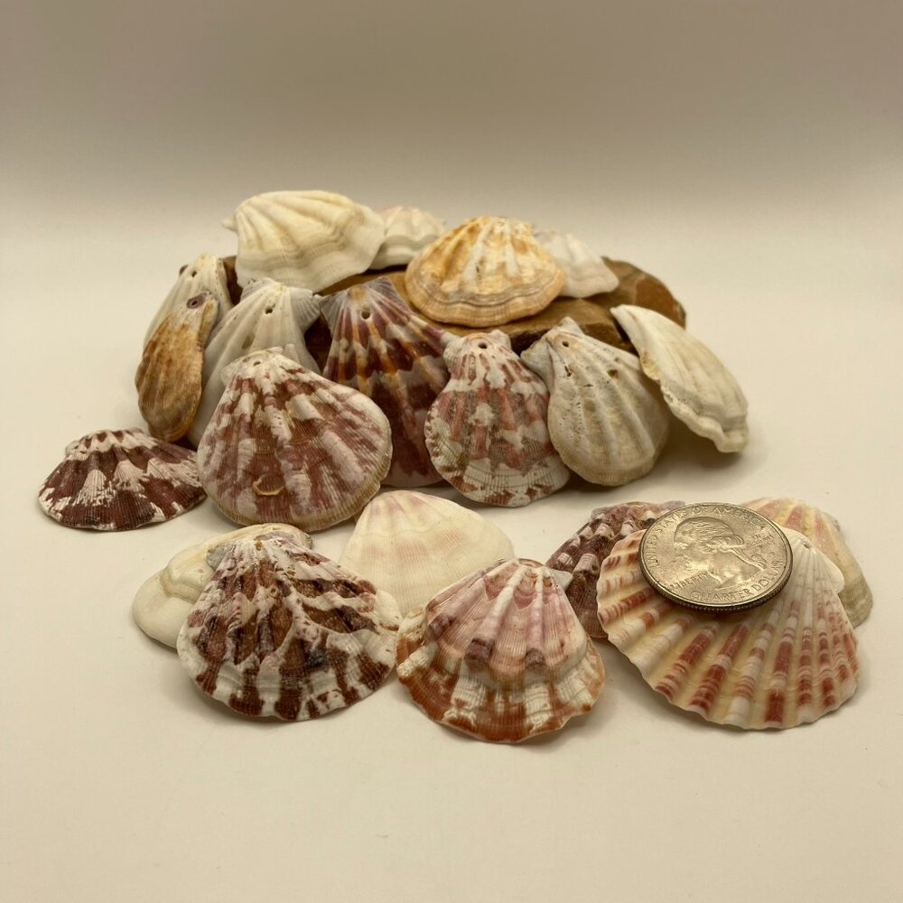 20 Shells ALL NEW Genuine Seashells Drilled Holes jewelry making + other crafts